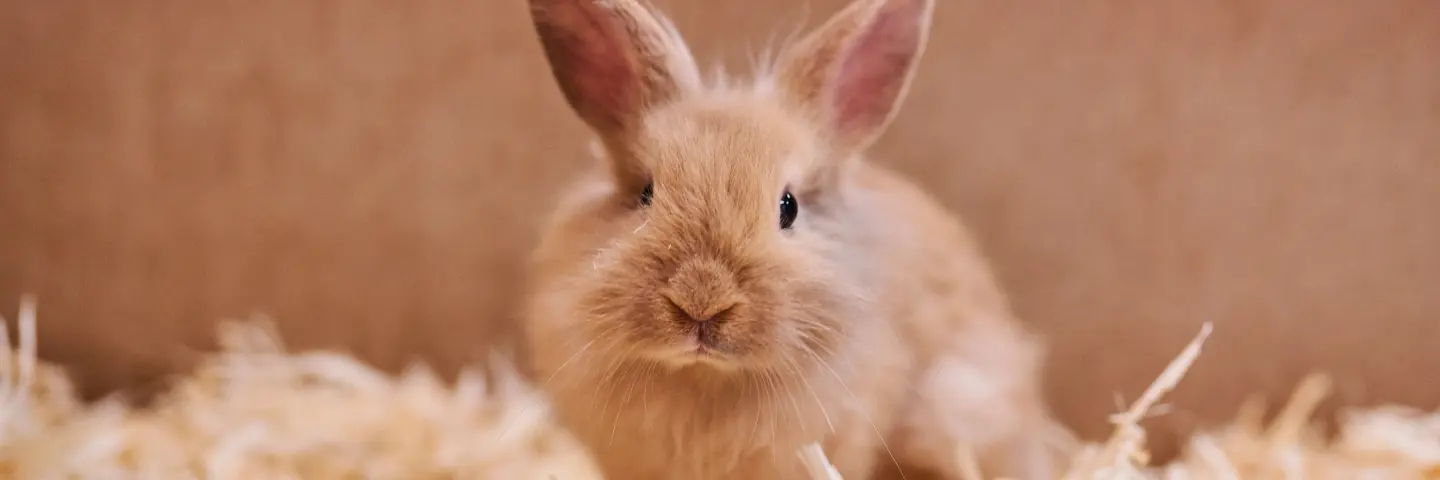 Konijn zindelijk maken